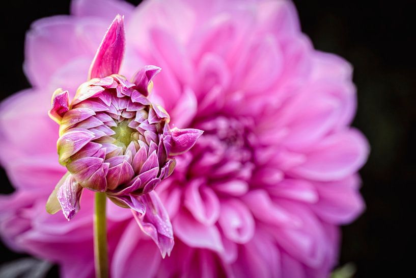Bud Dahlia by Rob Boon