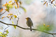 Robin in spring by Teuni's Dreams of Reality thumbnail