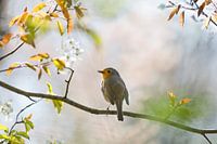 Roodborst in lentesfeer