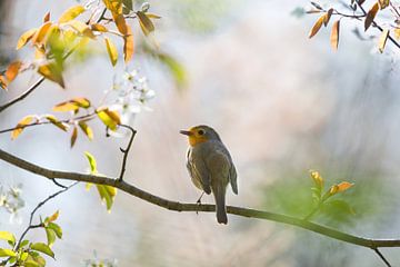 Robin in spring by Teuni's Dreams of Reality