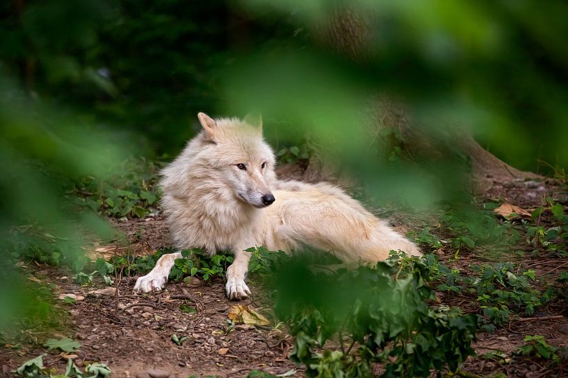 Hudson Bay wolf by gea strucks
