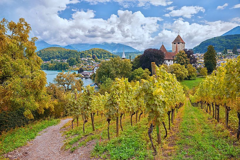 path through autumnal vineyard spiez, switzerland by SusaZoom