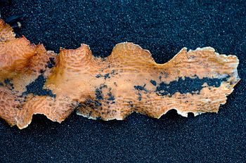 Orange Algen am schwarzen Strand