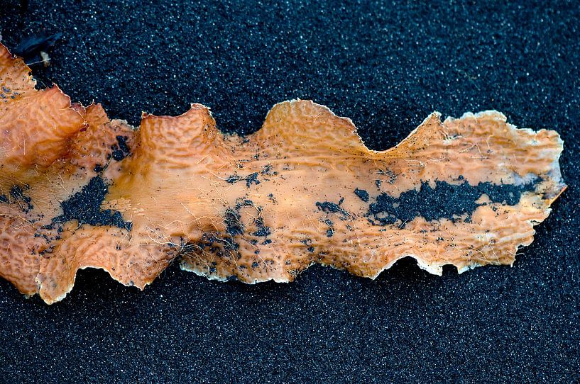 Oranje zeewier op zwart strand van Remke Spijkers