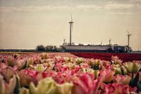 Tulipfield