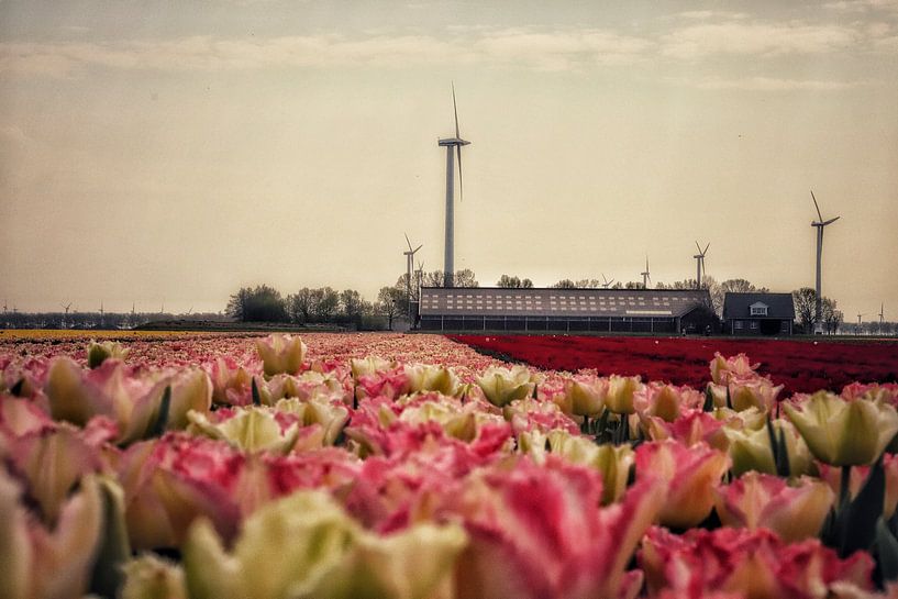Tulipfield by Dolphie's Fotografie