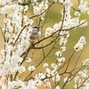 Staartmees tussen de bloesem van Tim van der Bruggen