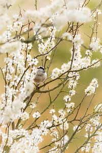 Long-tailed tit among the blossoms
