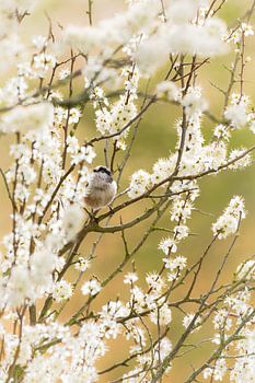 Tannenmeise zwischen den Blüten