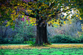 Boom in herfstkleur