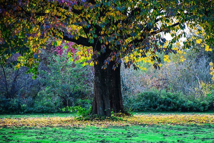 Boom in herfstkleur von Peter Relyveld