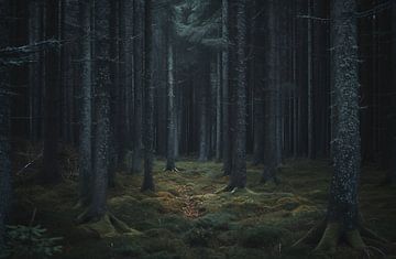 De stilte van de mist in het herfstbos van fernlichtsicht