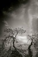 Chat dans le ciel / Arbres et nuages