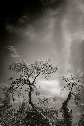 Cat in the sky / Trees and clouds