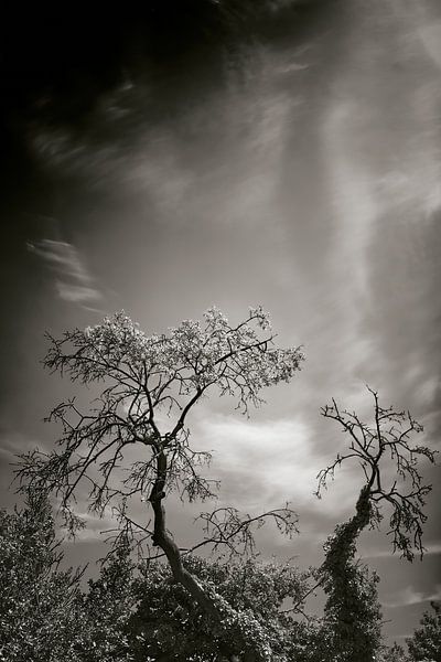 Chat dans le ciel / Arbres et nuages par André Bouterse