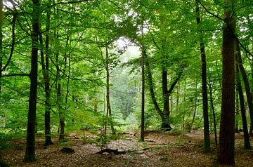 Ouverture dans la forêt sur Corinne Welp