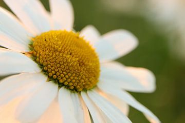 Margriet by Alex Dallinga