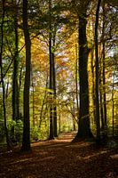 Autumn 'light'