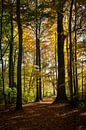 Autumn 'light' by Els Hattink thumbnail