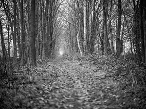 The Path by Joris Louwes