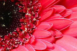 Gerbera rechts von John Groen