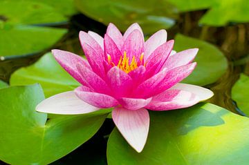 Rosa Seerose in Ruhe von Ivonne Fuhren-van de Kerkhof