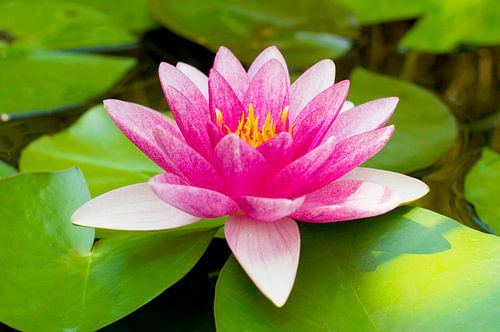 Pink water lily at rest