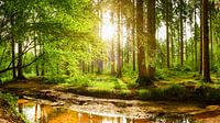 Mooie natuur