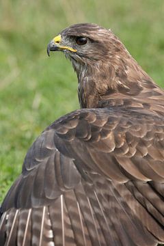 Mäusebussard (Buteo buteo) von Ronald Pol