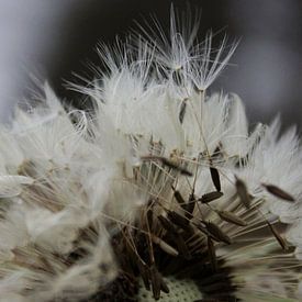 Uitgebloeide paardenbloem von Henriëtte Kelderman-Makaaij