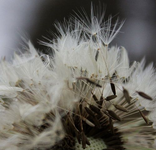 Uitgebloeide paardenbloem