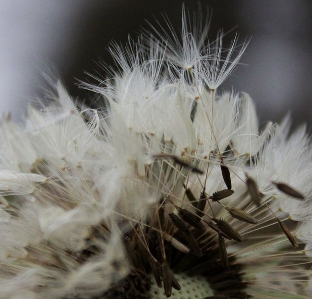 Uitgebloeide paardenbloem von Henriëtte Kelderman-Makaaij