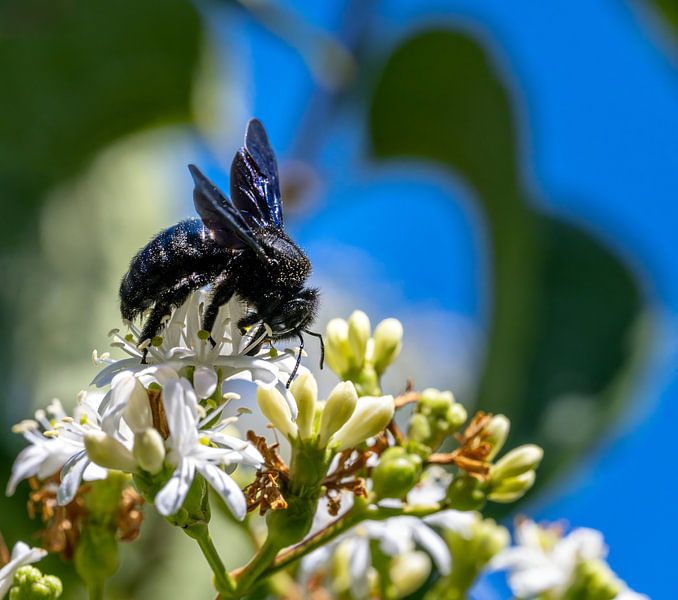 Abeille charpentière sur les fleurs d'un arbuste "Sept fils du ciel par ManfredFotos
