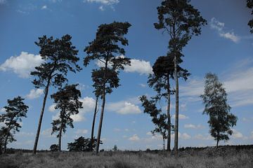 Hoge Veluwe sur Monique ter Keurs