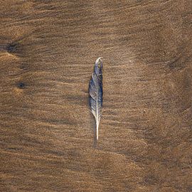 Bird feather by Pim Leijen