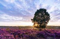 Sunrise on the Posbank