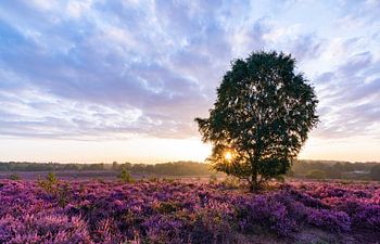 Sonnenaufgang auf der Posbank