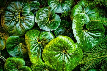 groene luipaard plant van Dieter Walther