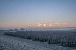 Fruitboomgaard bij zonsopkomst von Moetwil en van Dijk - Fotografie