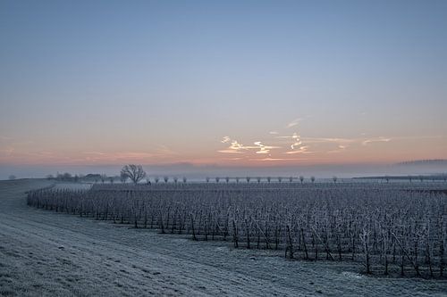 Fruitboomgaard bij zonsopkomst
