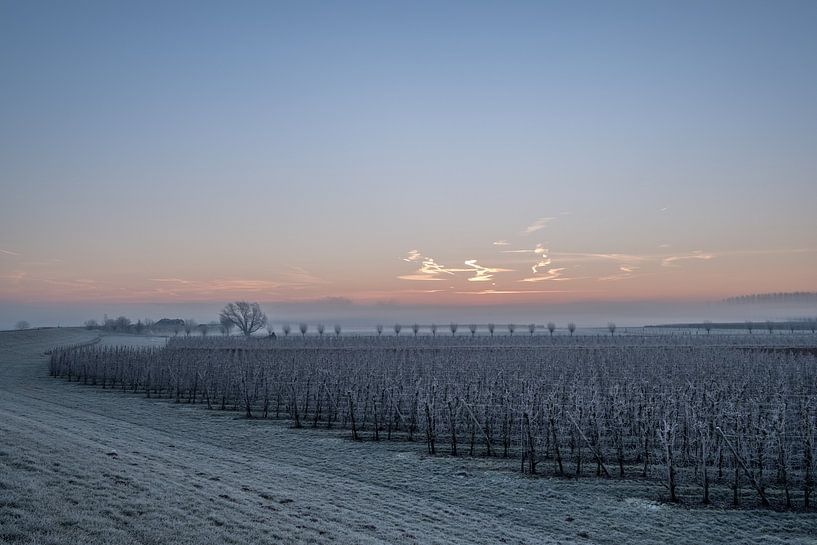 Fruitboomgaard bij zonsopkomst by Moetwil en van Dijk - Fotografie