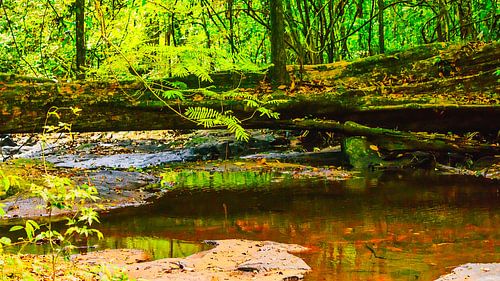 Het Kabalebo Nature Resort is een toeristenresort in Suriname