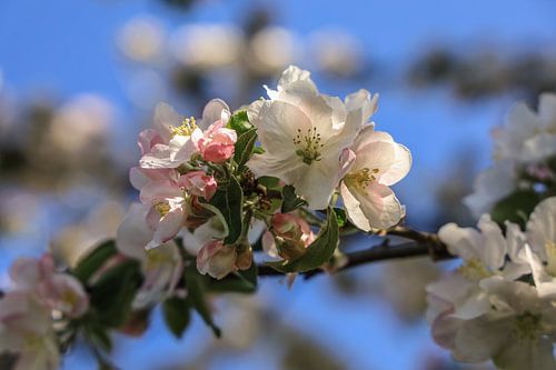 Appelbloesemtak