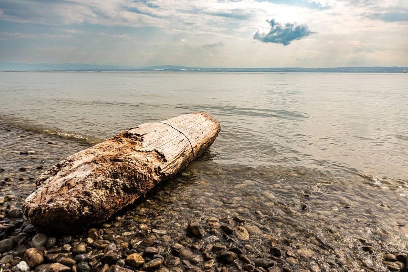 Ephémère Tronc d'arbre au bord du lac par Dieter Walther