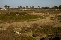 Appelscha - Nationaal Park Drents-Friese Wold van Meindert van Dijk thumbnail