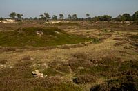 Appelscha - Nationaal Park Drents-Friese Wold