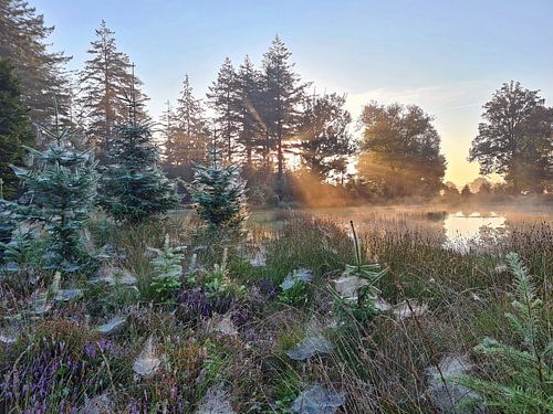Zonsopkomst op de Hoge Veluwe in Nederland op een mistige ochtend