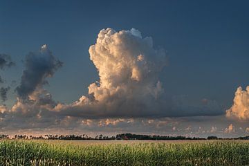 Riesige Wolke über einem Maisfeld im Abendlicht in Südwestfriesland von Harrie Muis