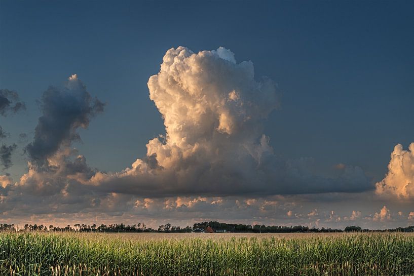 Riesige Wolke über einem Maisfeld im Abendlicht in Südwestfriesland von Harrie Muis