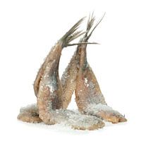 Herring